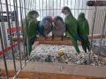 Ръчно хранени папагали монах , снимка 1