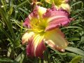 Hemerocallis Mike Reed(Хемерокалис Майк Рийд), снимка 3