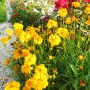 Кореопсис, Coreopsis Grandiflora 'Early Sunrise', снимка 10