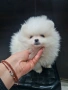 Померан мини женско , снимка 2