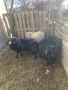 Продавам шутлански овце , снимка 4