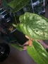 Syngonium erythrophyllum Red Arrow , снимка 6