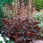  Хойхера Дворцово лилаво, Heuchera "Palace Purple"!!, снимка 2