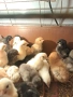 Селски, дворни пиленца, снимка 5