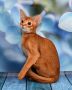  Котенца Мечта .Абисинчета, снимка 1 - Бенгалски - 45606629