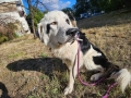 Младо куче търси своя дом!, снимка 13