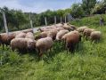 Овце с кочове Мутон Шароле