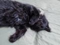 Черна и Синя Мейкуни котета, женски, зрели, НЕ кастрирани! Сребрист, мъжки, НЕ кастриран! , снимка 11