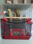 Двойка папагали малък Александър Намаление за месеца!, снимка 3