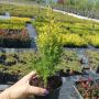Юниперус комунис Gold Cone (Juniperus communis Gold Cone), снимка 11