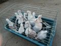 Млади гълъби сатинети, снимка 4