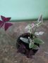 Традесканция и Оксалис , снимка 1 - Стайни растения - 45483687