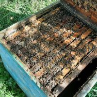Продавам пчелни семейства, снимка 1 - За пчели - 45374354