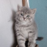 Британски котета, снимка 5 - Британска късокосместа - 45098307