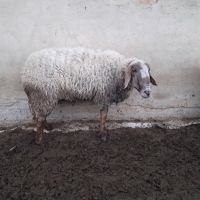 Продавам коч и козел , снимка 1 - Овце - 45448146