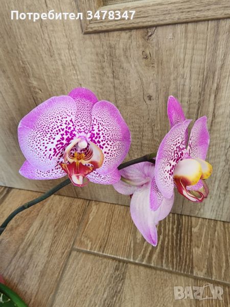 Орхидея Джилиън, снимка 1
