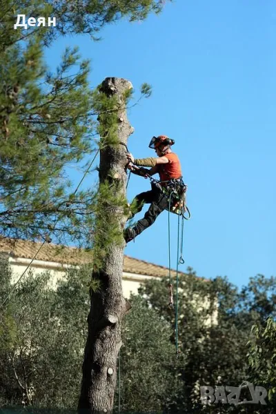 Рязане на опасни дървета / Арборист / Arborist, снимка 1