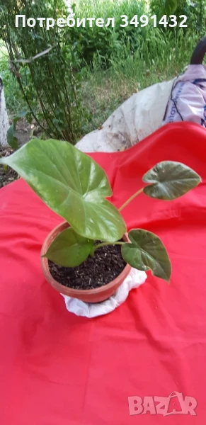 Трилистник , снимка 1