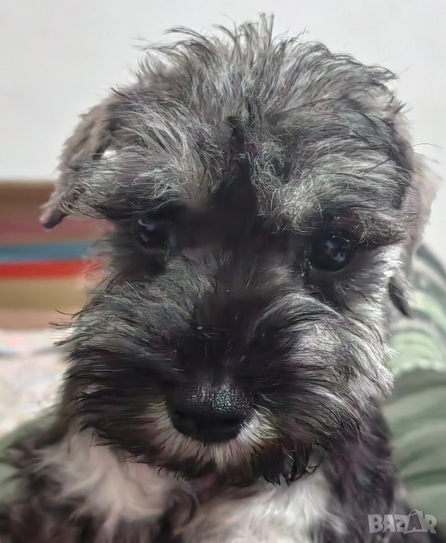 Кученца миниатюрен шнауцер с черен пипер и сол, снимка 1