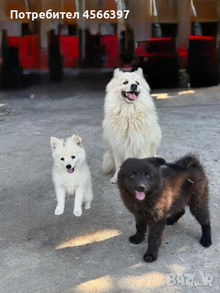 Търсят дом две прекрасни кучета Немски шпиц!, снимка 1