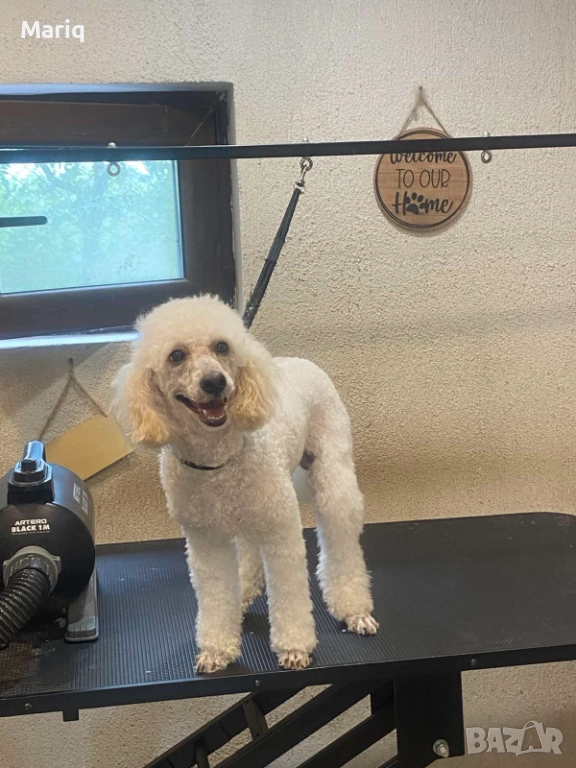 Мъжки среден пудел, снимка 1