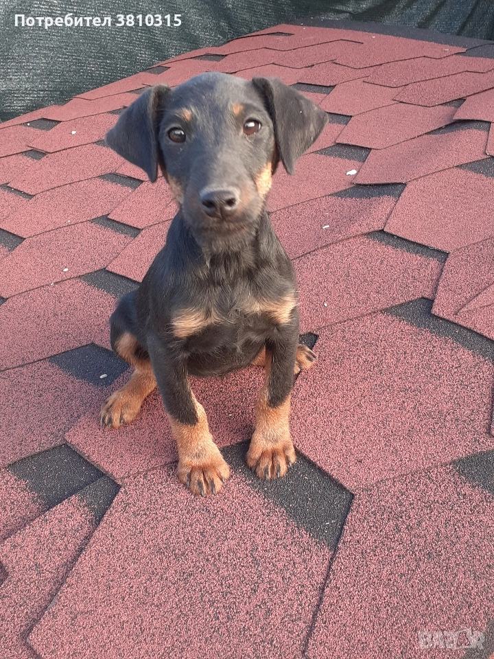 продавам ягдтериер, снимка 1