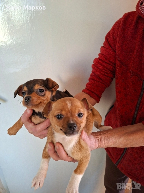 пинчери, снимка 1