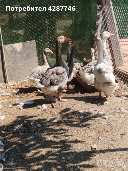 Продавам гъски, снимка 1