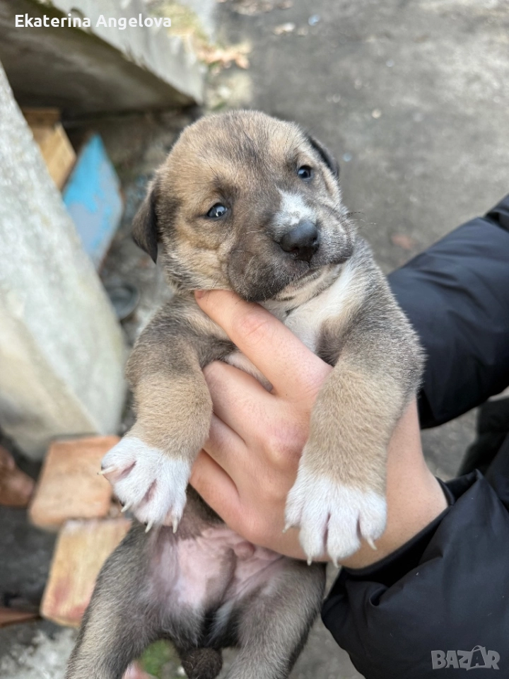 Малки кученца, снимка 1