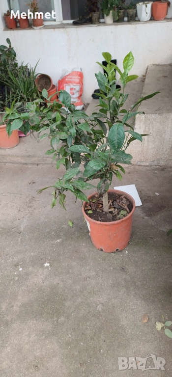 портокал шоколад навел, снимка 1