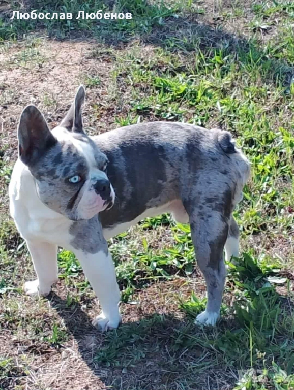 Френски булдог , снимка 1