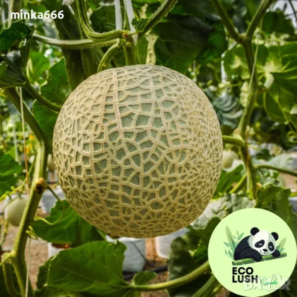 Семена за пъпеш Юбари., снимка 1