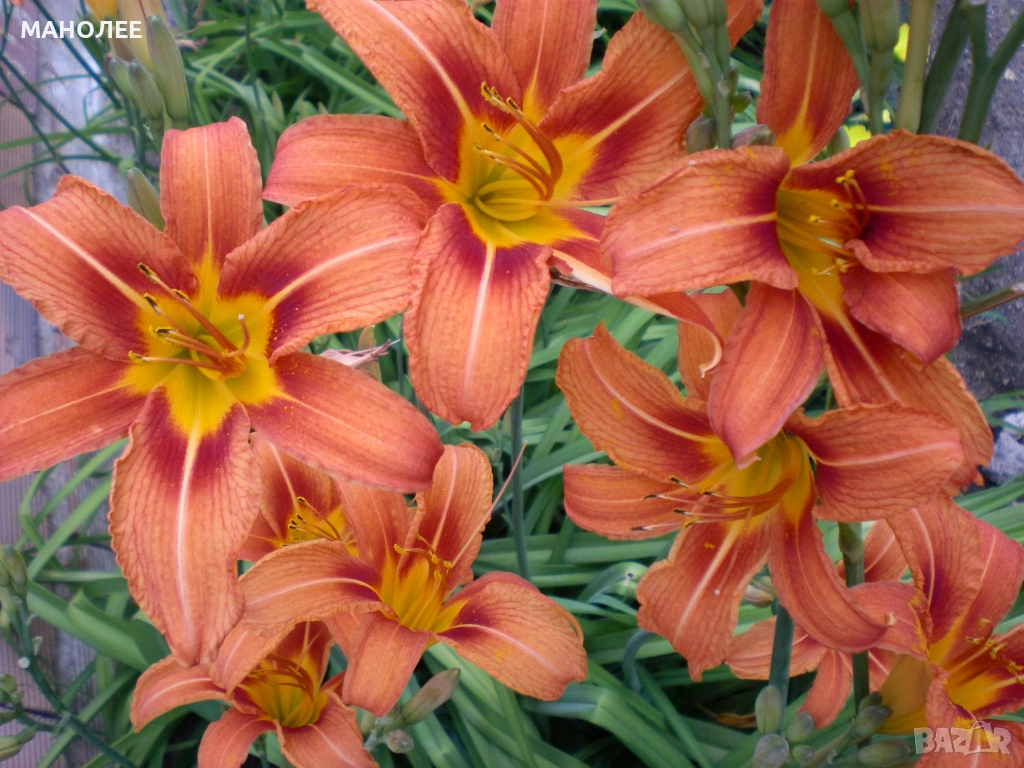 ХЕМЕРОКАЛИС, снимка 1