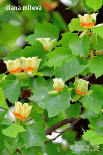 Лириодендрон, Лирово дърво, Liriodendron tulipifera, снимка 1