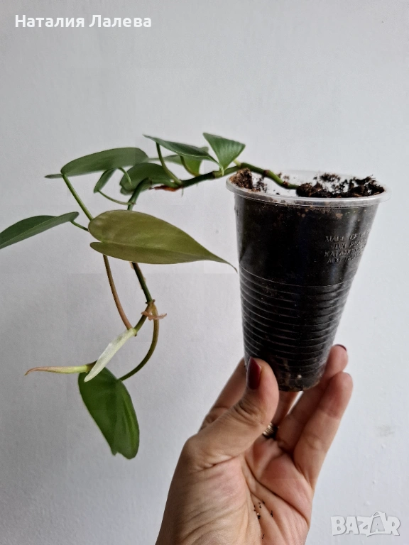 Филодендрон, philodendron scandens heartleaf , снимка 1