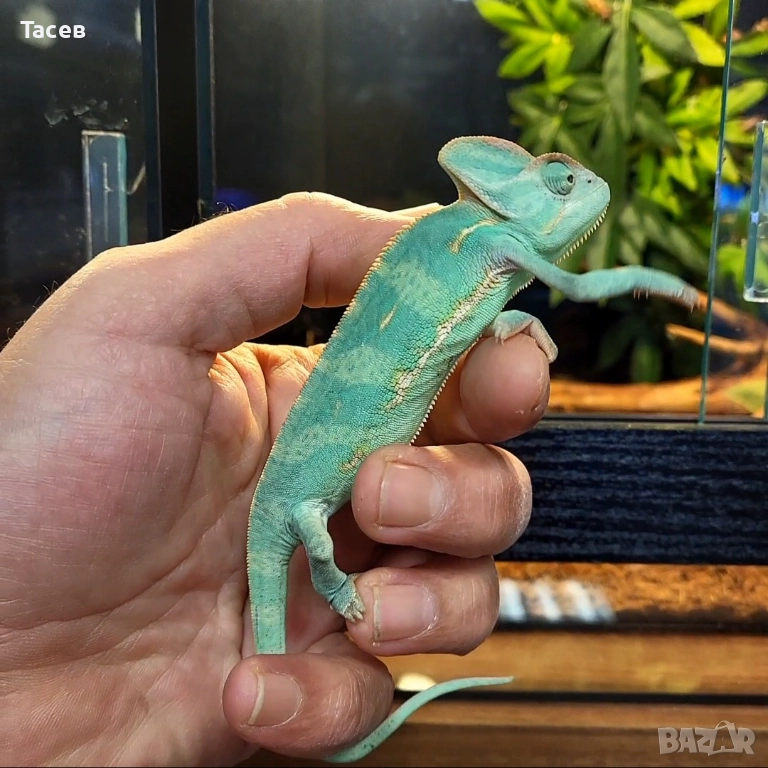 Йеменски хамелеон , снимка 1