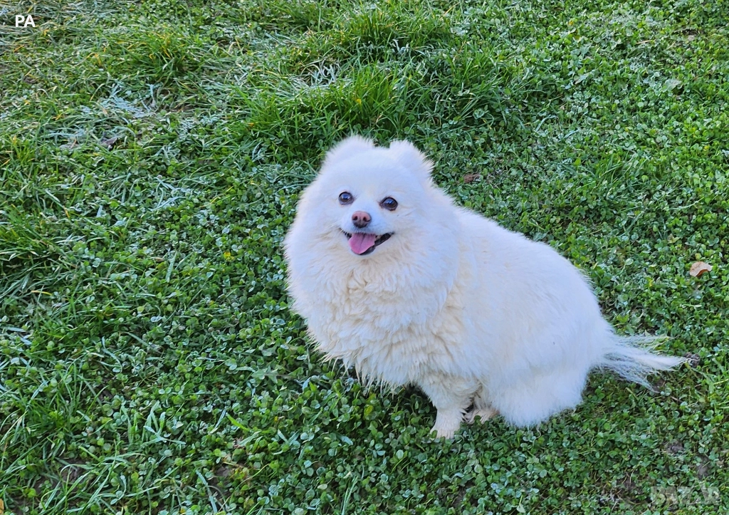 Продавам женски померан , снимка 1