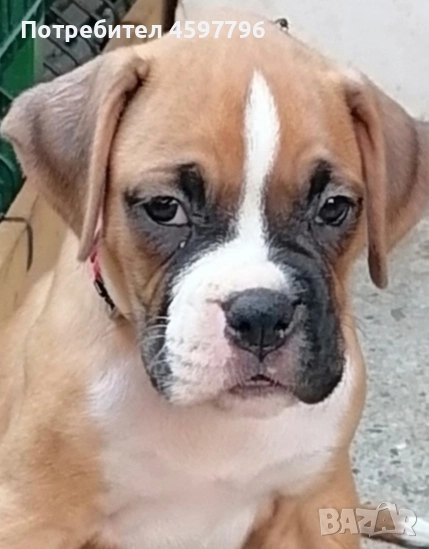 Пясъчни боксери (женски) , снимка 1