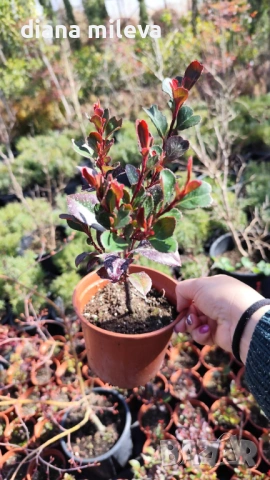  Фотиния Литъл Ред Робин, Photinia fr. Little Red Robin, снимка 7 - Градински цветя и растения - 43806136