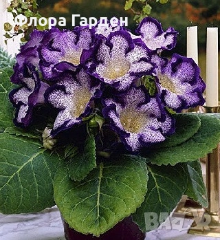 ГЛОКСИНИЯ и ГЛАДИОЛ - Грудки/ПРЕДВАРИТЕЛНИ ПОРЪЧКИ, снимка 5 - Сортови семена и луковици - 49236279