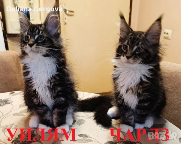 Котета Мейн кун