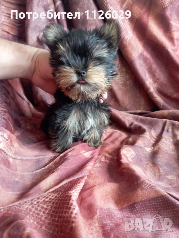 Мини йорки - момичета , снимка 3 - Йоркширски териер - 54235703