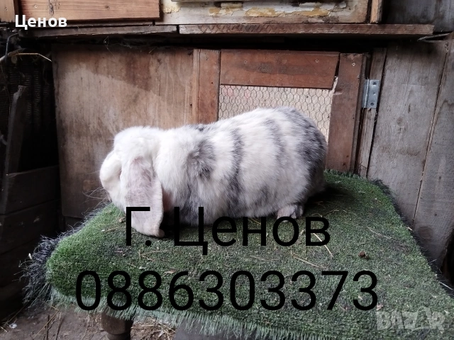 Продавам кочовати зайци.