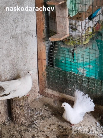 Бургаски местни преметачи различни цветове, снимка 6 - Гълъби - 52410723