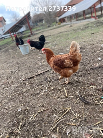 Кокошки носачки ломан браун