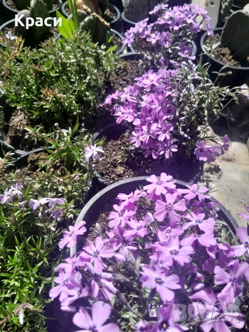 Флокс., снимка 2 - Градински цветя и растения - 54228194