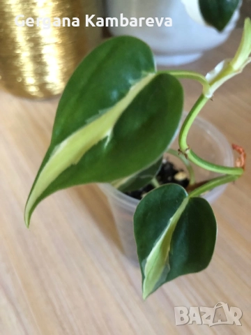 Philodendron Rio , снимка 2 - Стайни растения - 51858504