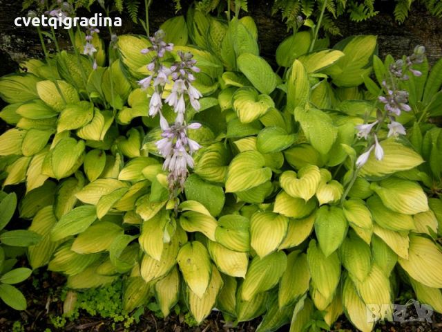 Hosta Gold Standard(Хоста Златен стандарт), снимка 3 - Градински цветя и растения - 46308752