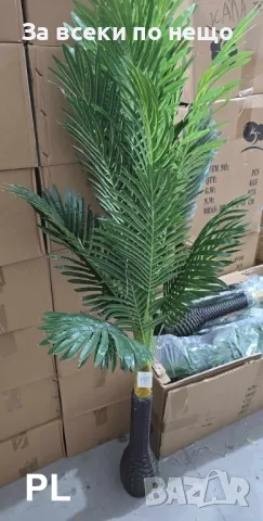 Финикова палма Код P360, снимка 2 - Декорация за дома - 49817162