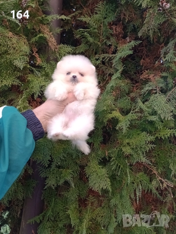 Мини Померани. Реални снимки от 19.12.25 год. 